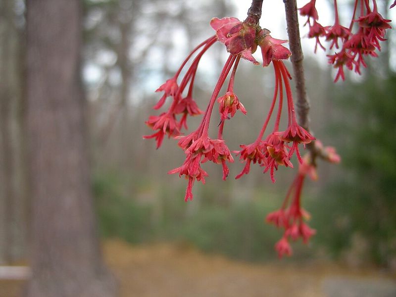 Red Maple (Acer rubrum)