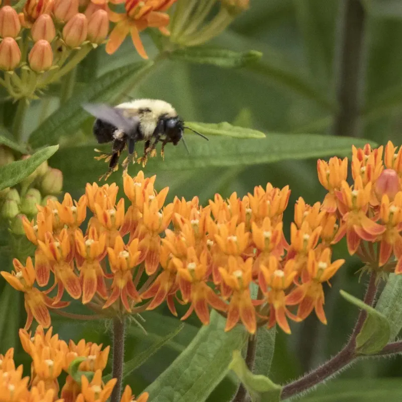 Milkweed Supports Dozens Of Beneficial Insects