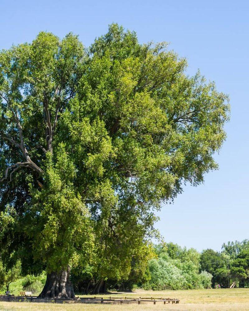 Trees Defined As Protected Species In Local Ordinances