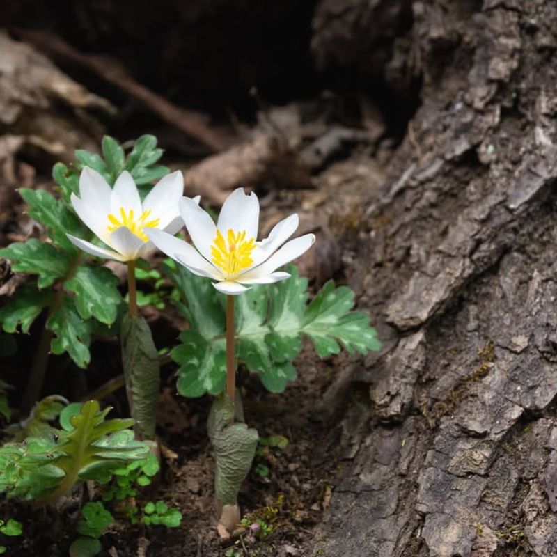 Early Flowers Help Wildlife Survive Spring