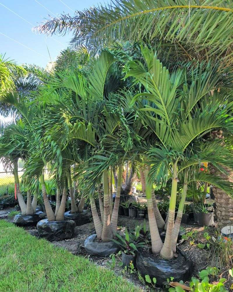 Palms (Stay Put In Current Location)