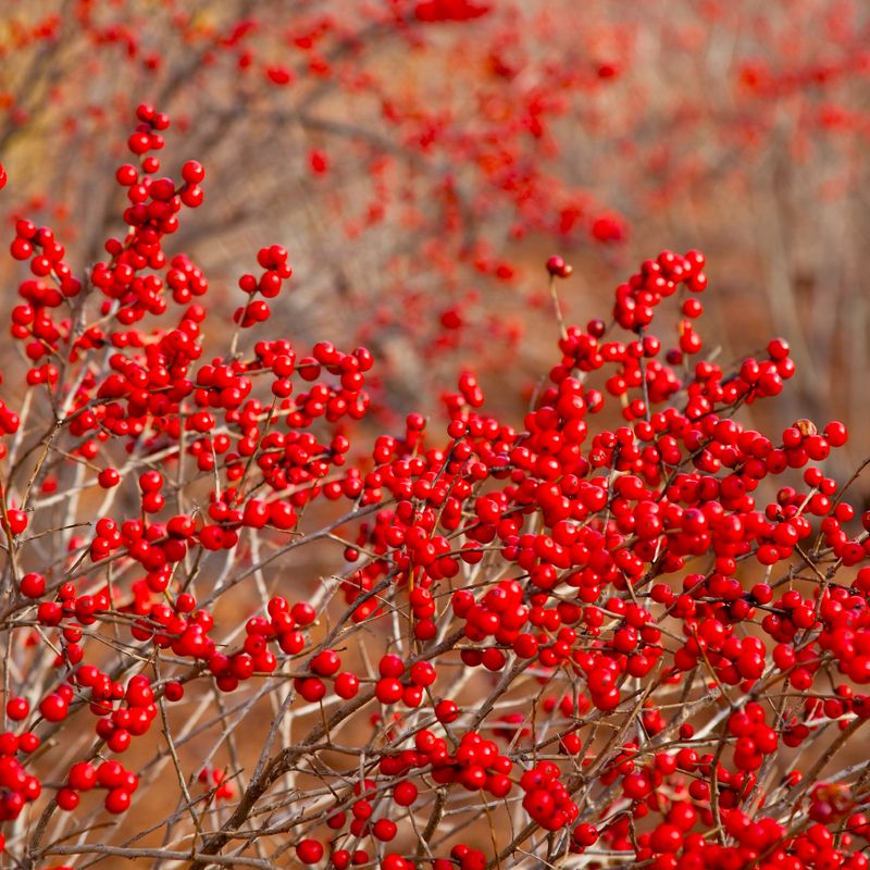 Brilliant Red Berries Create Stunning Winter Displays