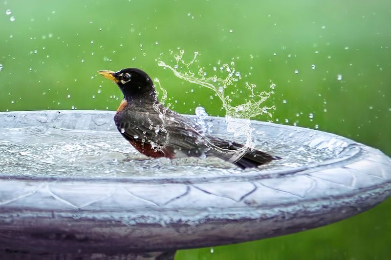 Water Features Provide Essential Drinking And Bathing Stations