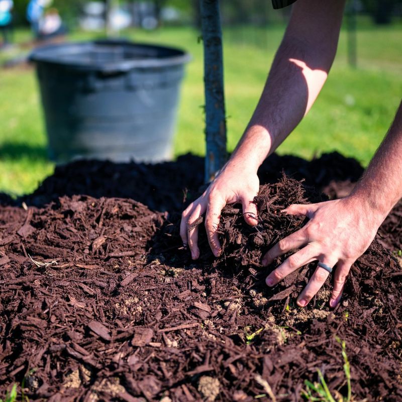 Mulch Is Your Best Friend Forever