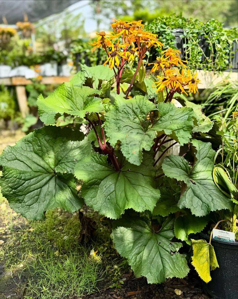 Shade Plants Cannot Handle Heat