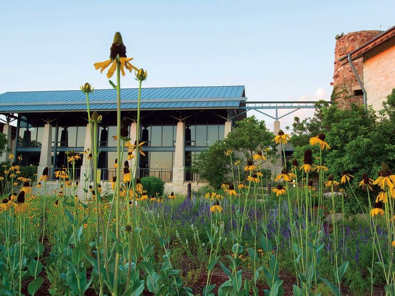 Why The Lady Bird Johnson Wildflower Center Promotes Native Plants In Texas