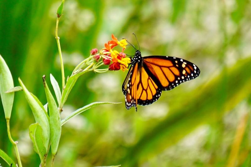 They Support Pollinators That Keep Ecosystems Healthy