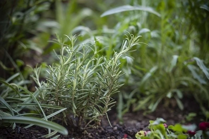 Fertilizer Makes Plants Grow Better Always