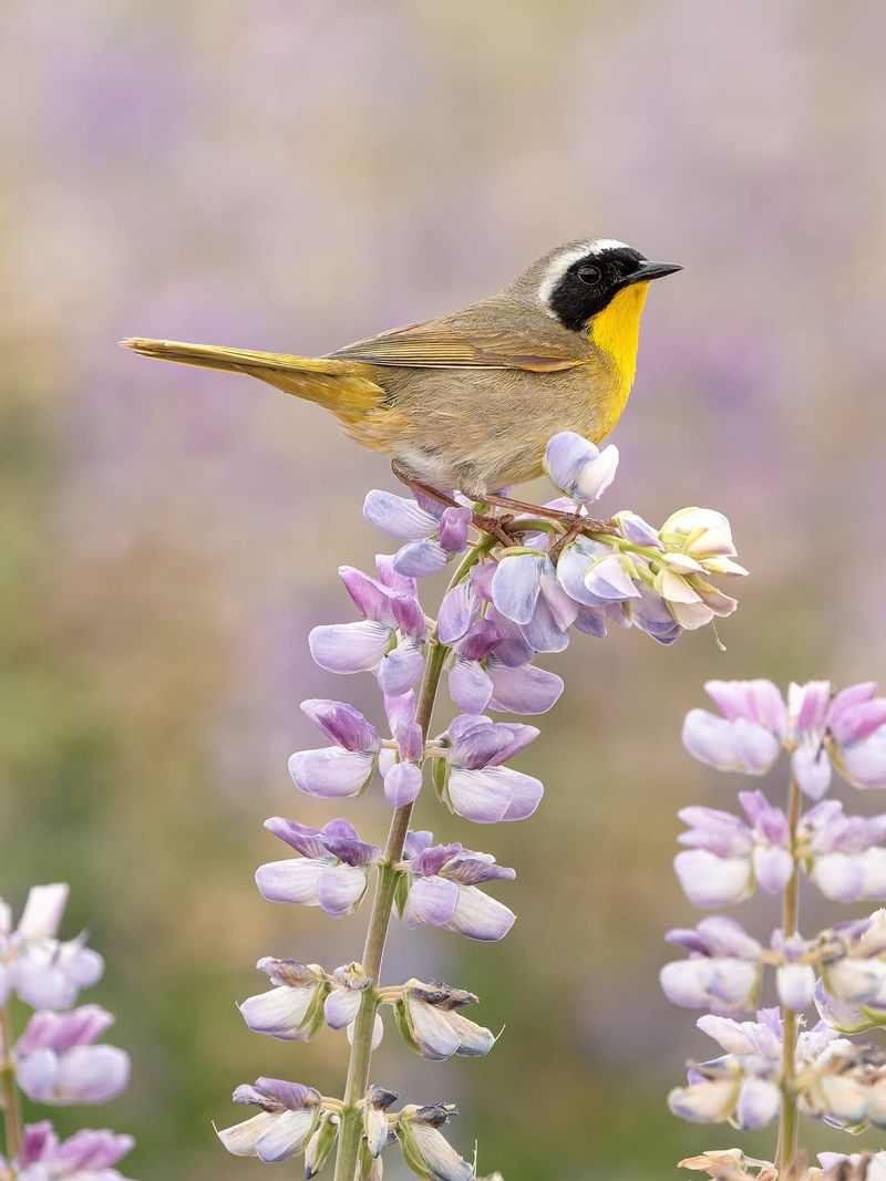 How This Design Choice Supports Birds And Pollinators