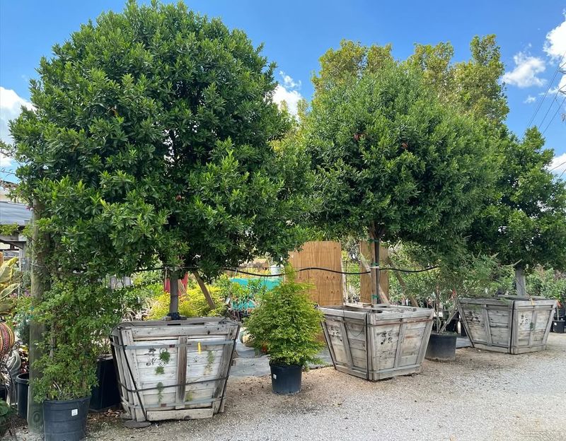 Shade-First Tree Placement Around Homes