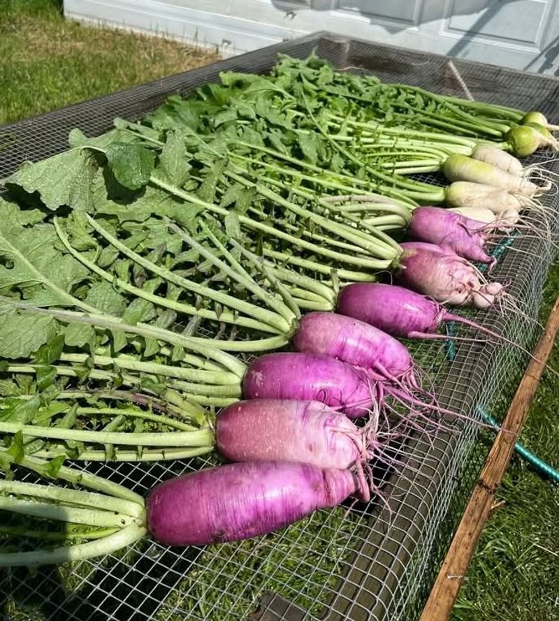 Plants That Improve Soil Health