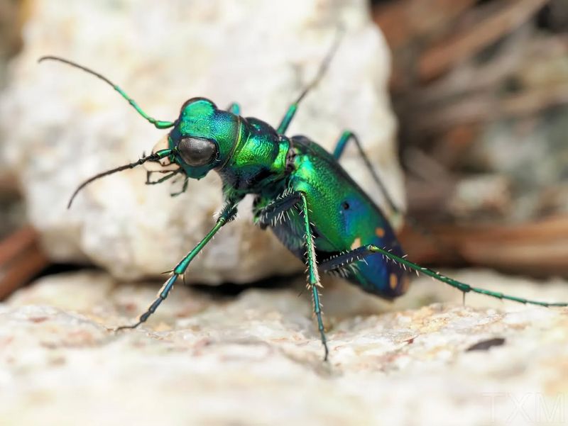 Harmless to Humans Despite Fierce Appearance