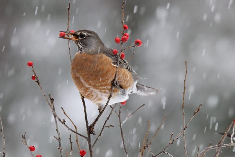 Birds Depend On Winterberry As Late-Season Food