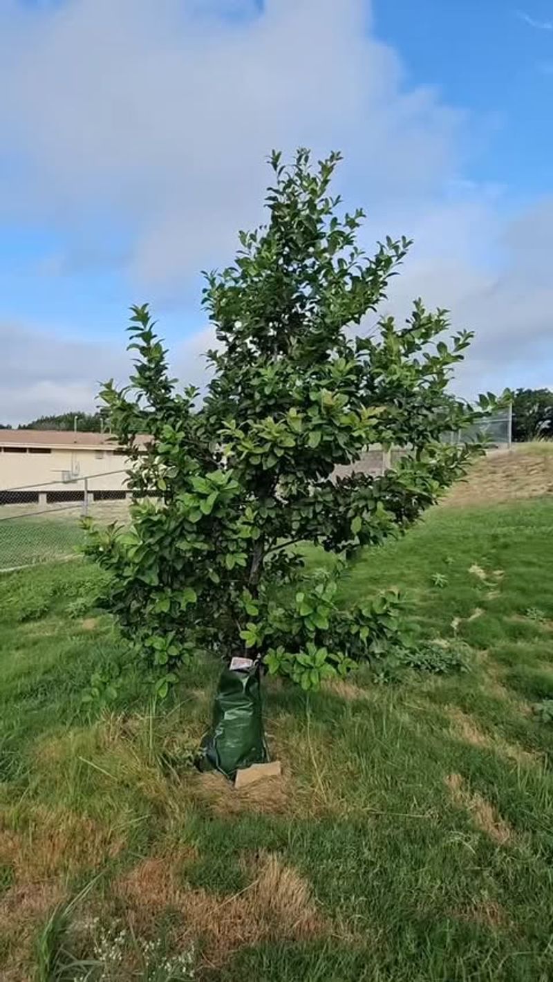 Proper Winter Watering Sets Trees Up for Strong Spring Growth