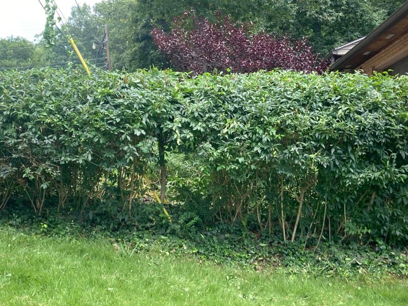 Wildlife Finds A Home In Your Green Screen