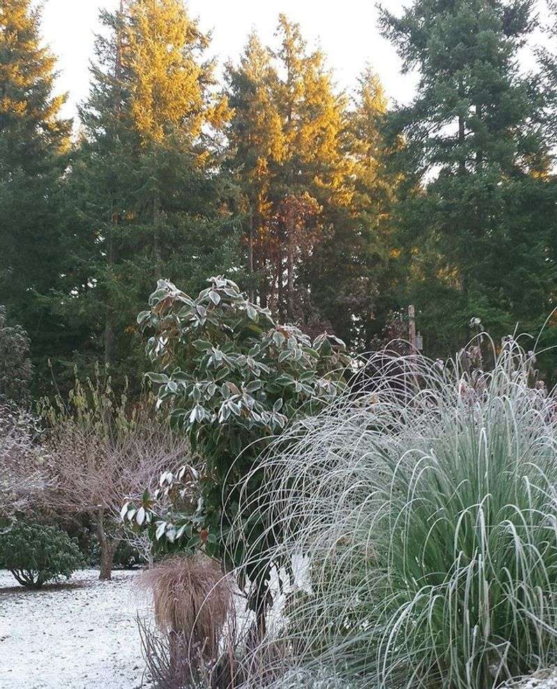 Stunning Visual Interest In Snowy Landscapes