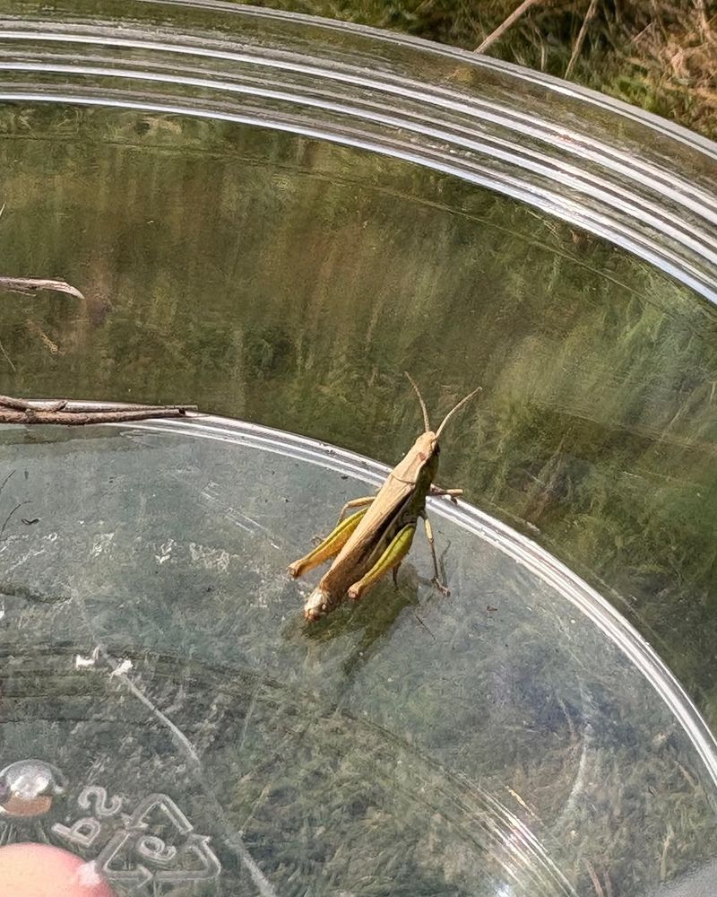 Beneficial Insects Survive Winter Inside Hollow Stems