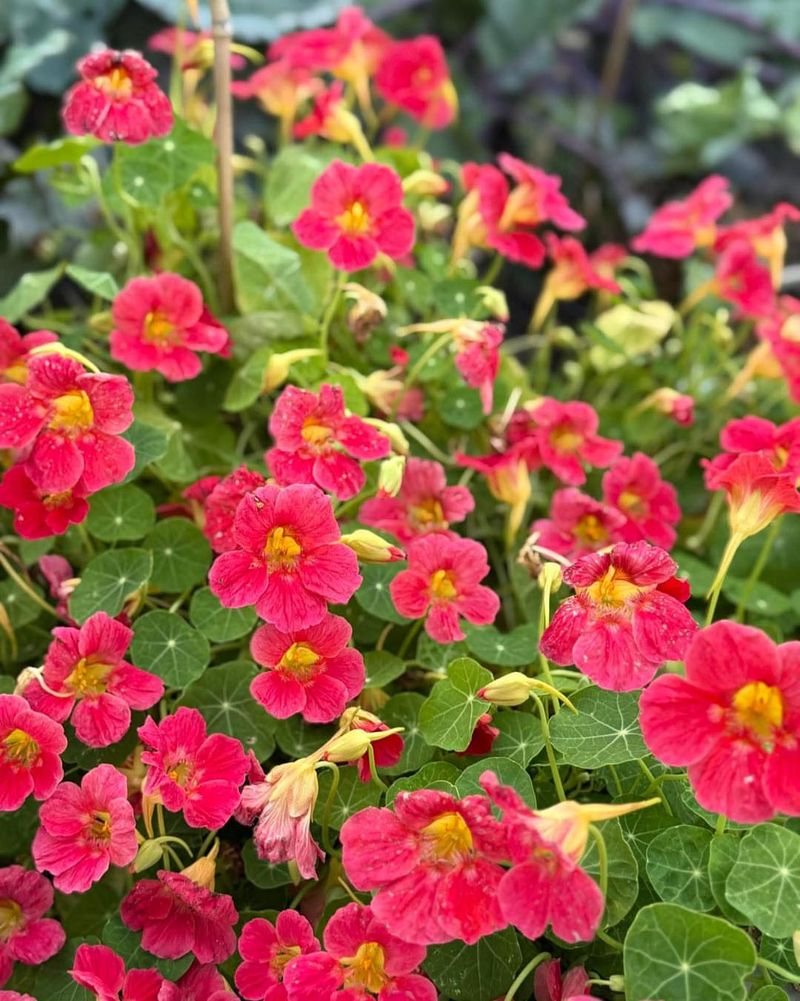 Bright Color That Fills Empty Garden Spaces