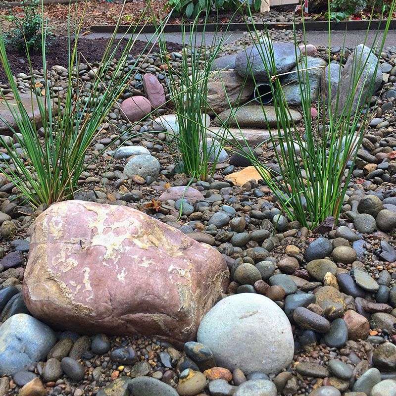 Rain Gardens And Bioswales