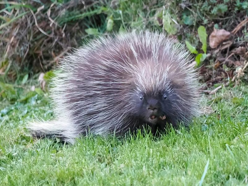 When To Call Wildlife Control Or ODFW