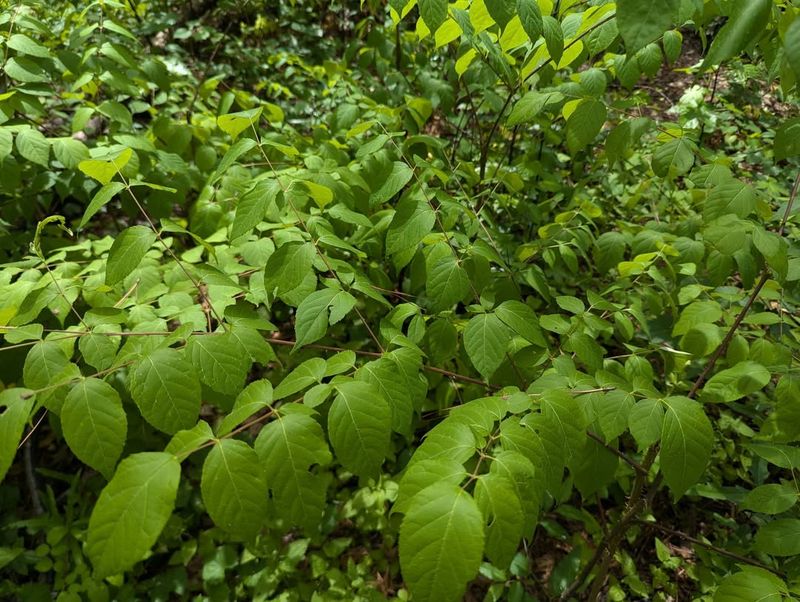 Reduced Competition From Other Plants