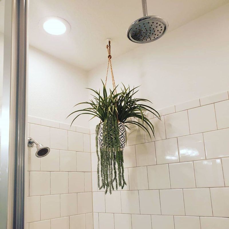 Hanging From The Bathroom Ceiling