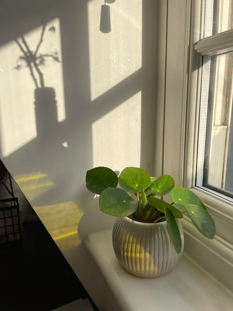 In A Calm Corner With Good Air Flow