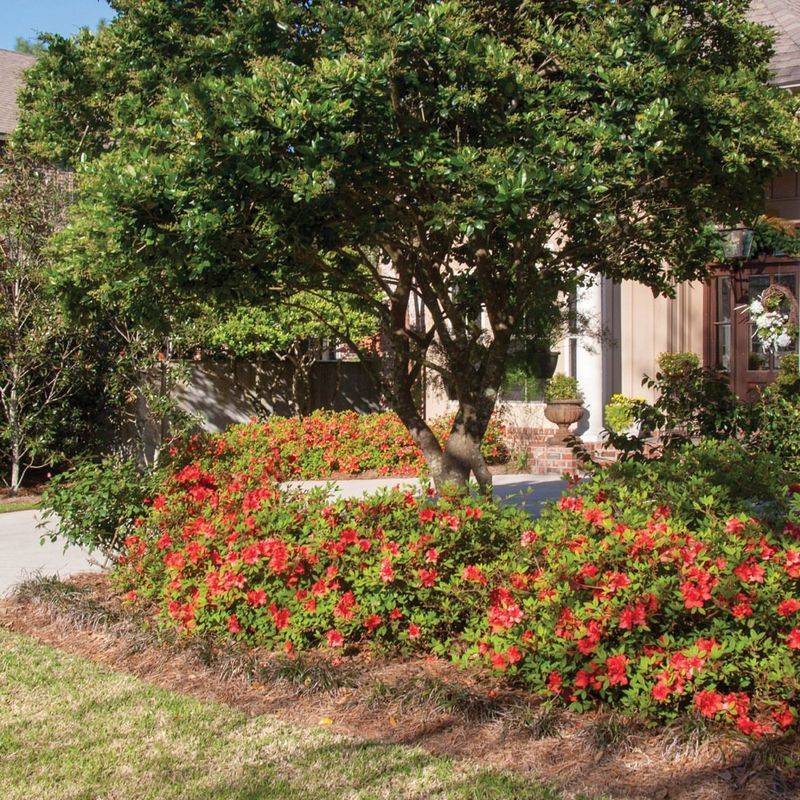 Next To Large Trees With Dense Canopy