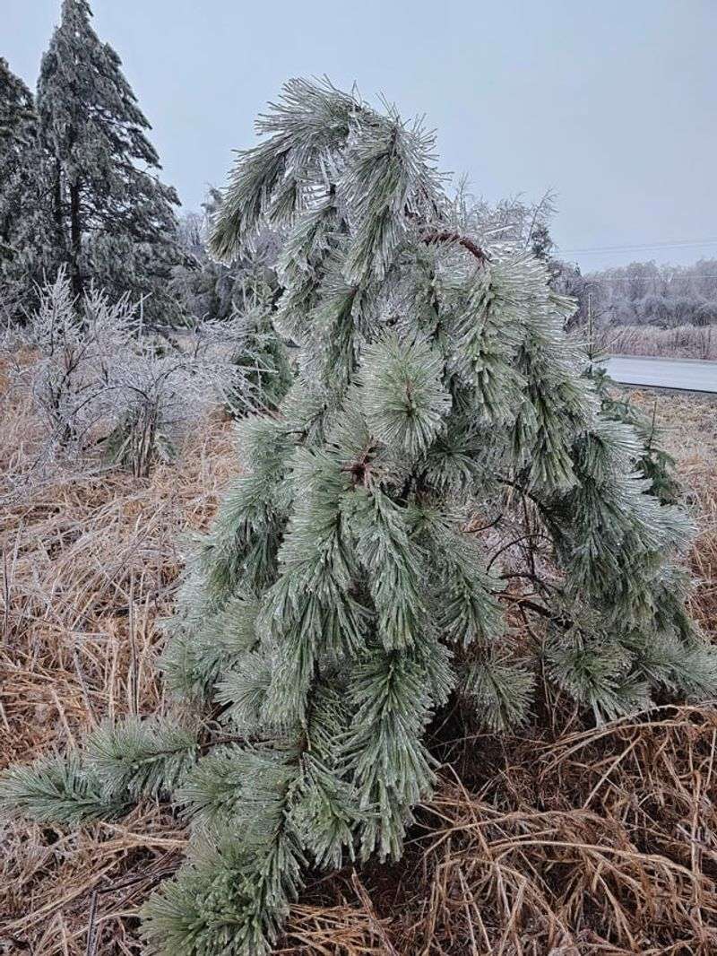 Ice And Storm Damage Weakening Trees
