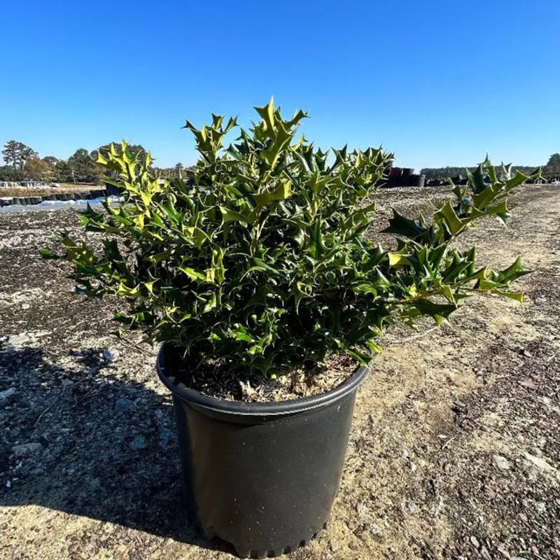 Dwarf Chinese Holly