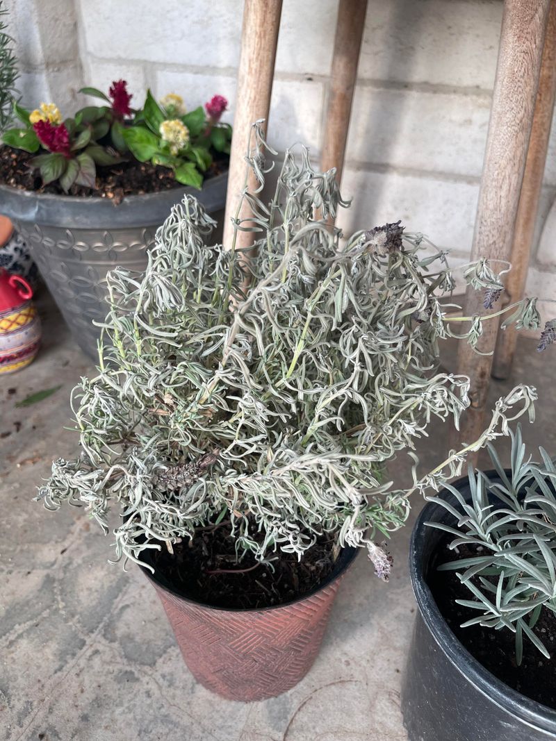 Overwatering Dormant Plants