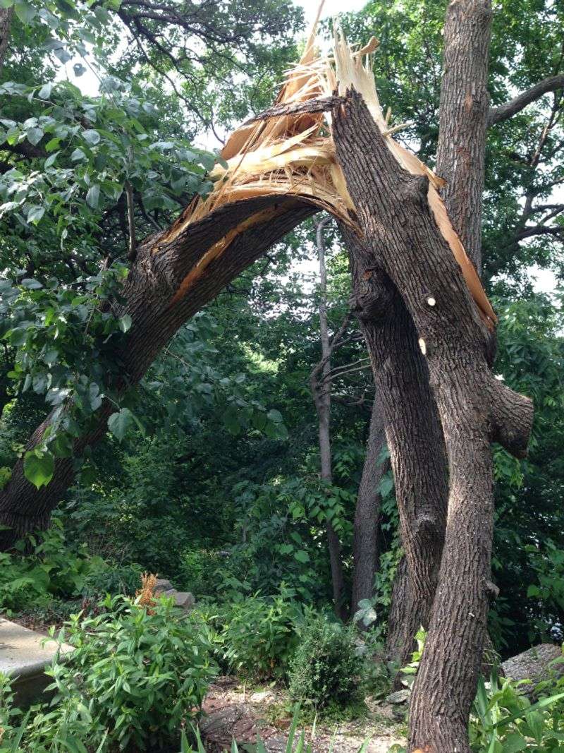 You Own The Fallen Tree Portions On Your Side