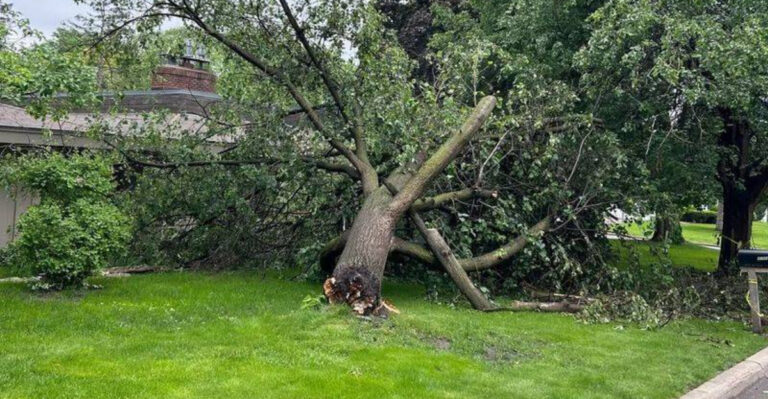 tree damage in yard