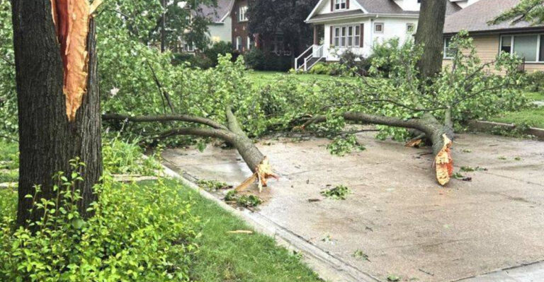 tree branches fallen