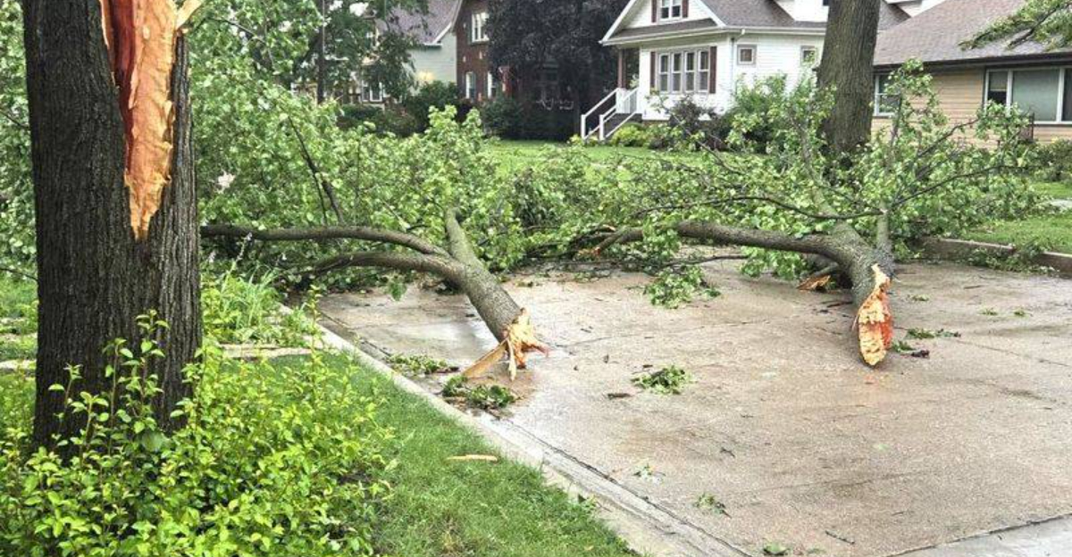 tree branches fallen