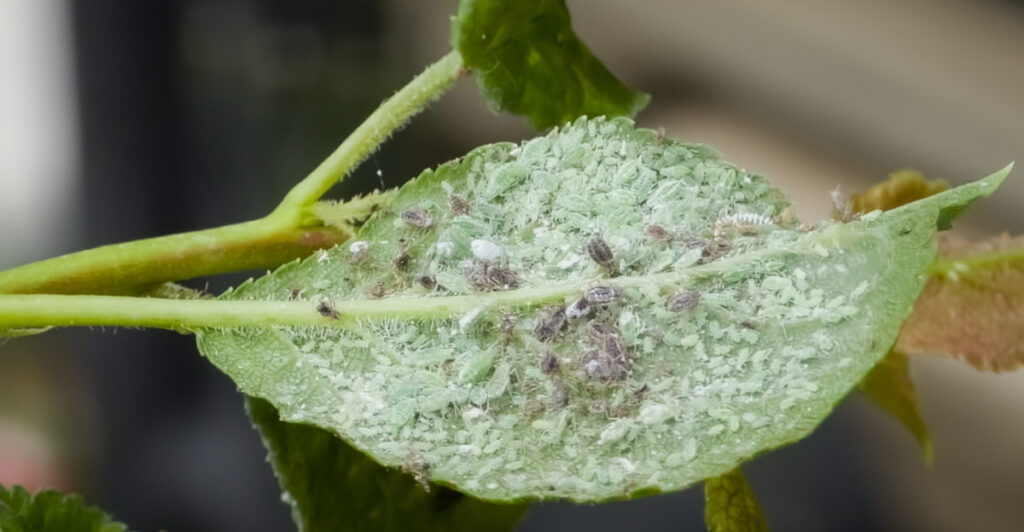 Nevada Gardeners Are Finding A Sticky Substance On Trees — And It Isn’t Sap