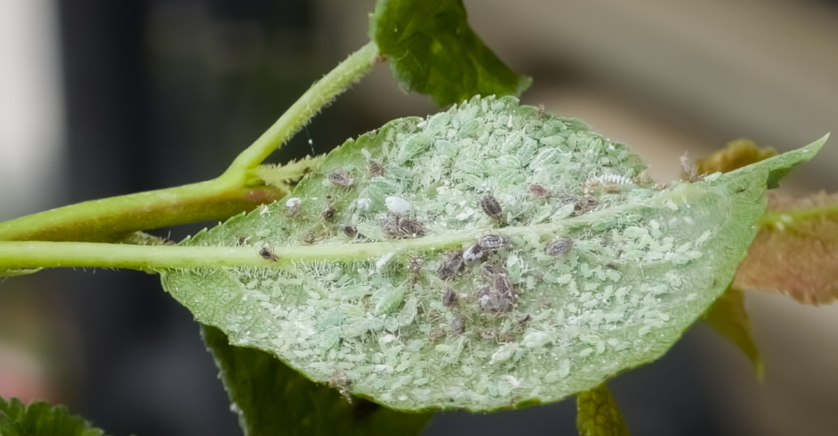 Sticky Flower Tree Nevada Gardeners Are Finding A Sticky Substance On Trees — And It Isn’t Sap