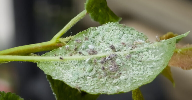 tree (featured image)