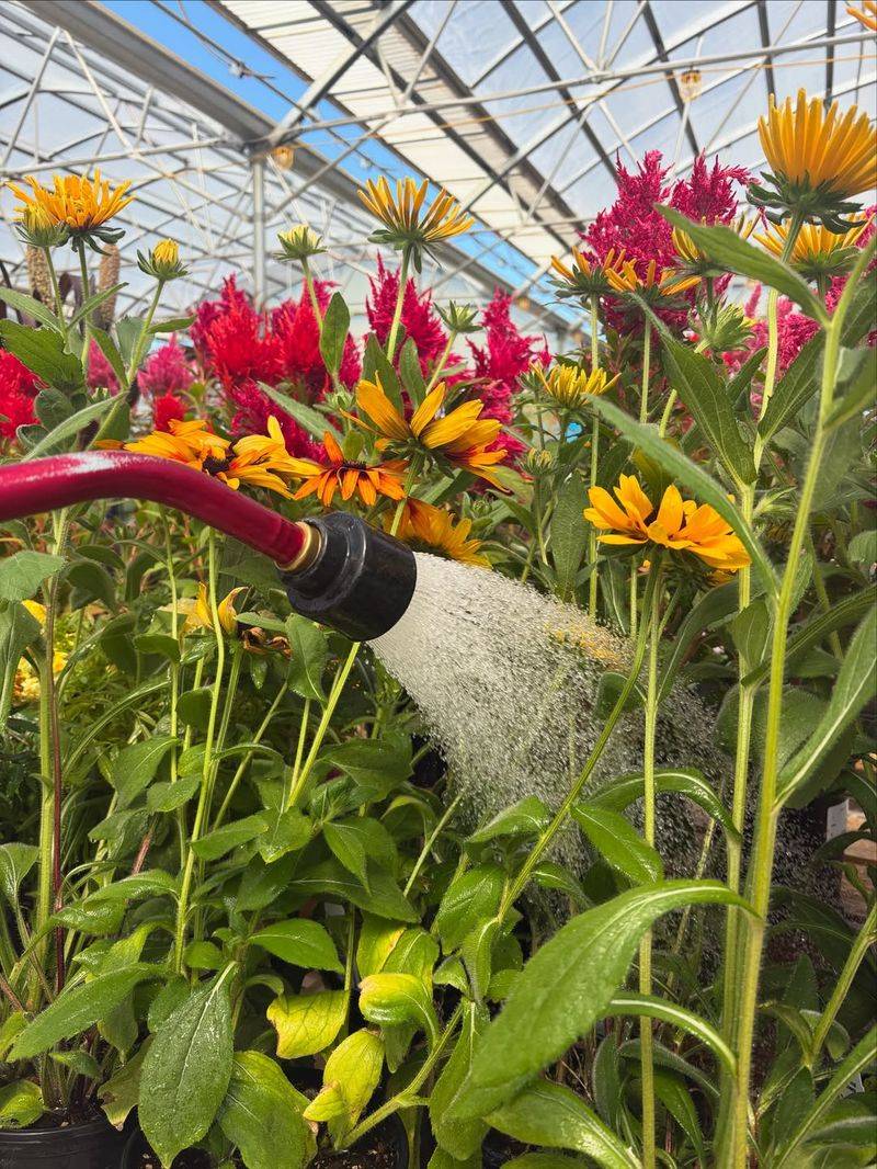 Extreme Summer Heat Stresses Plants