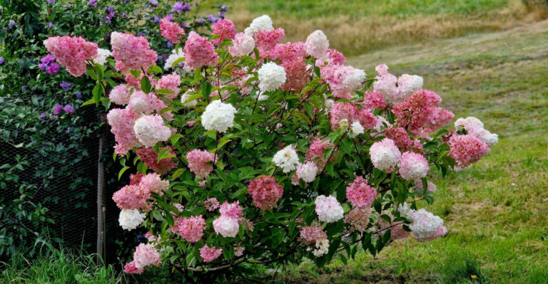 hydrangeas (featured image)