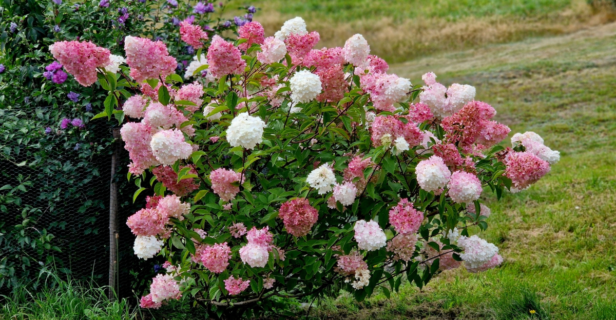 hydrangeas (featured image)