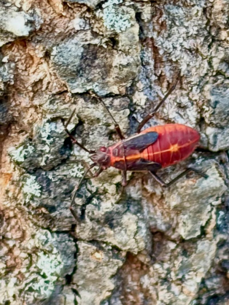 Bright Red Color Signals Young Age