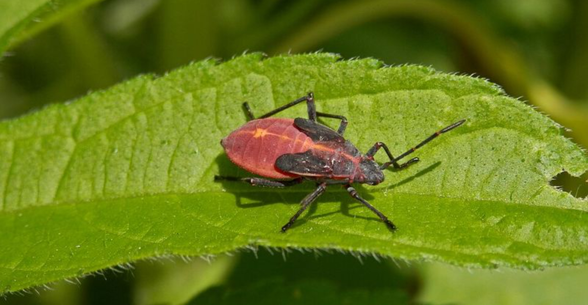 bug (featured image)