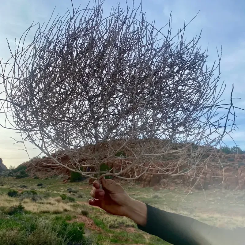 Bag And Dispose Of Plants Immediately