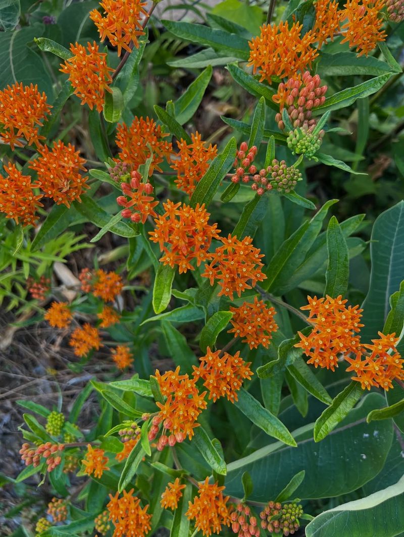 Butterfly Weed