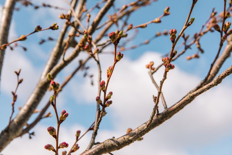 Swelling Buds On Branches