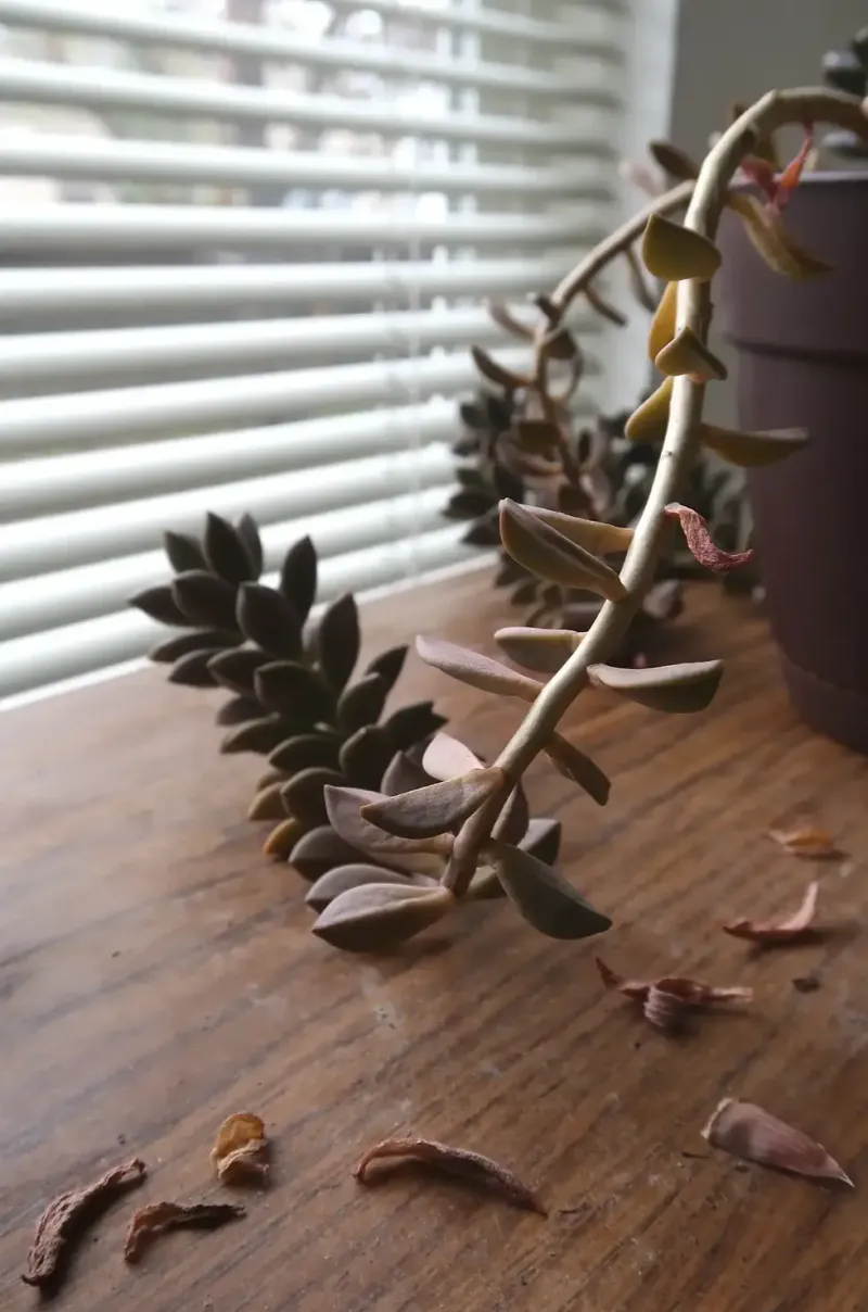 Plant Leaning Heavily Toward The Window