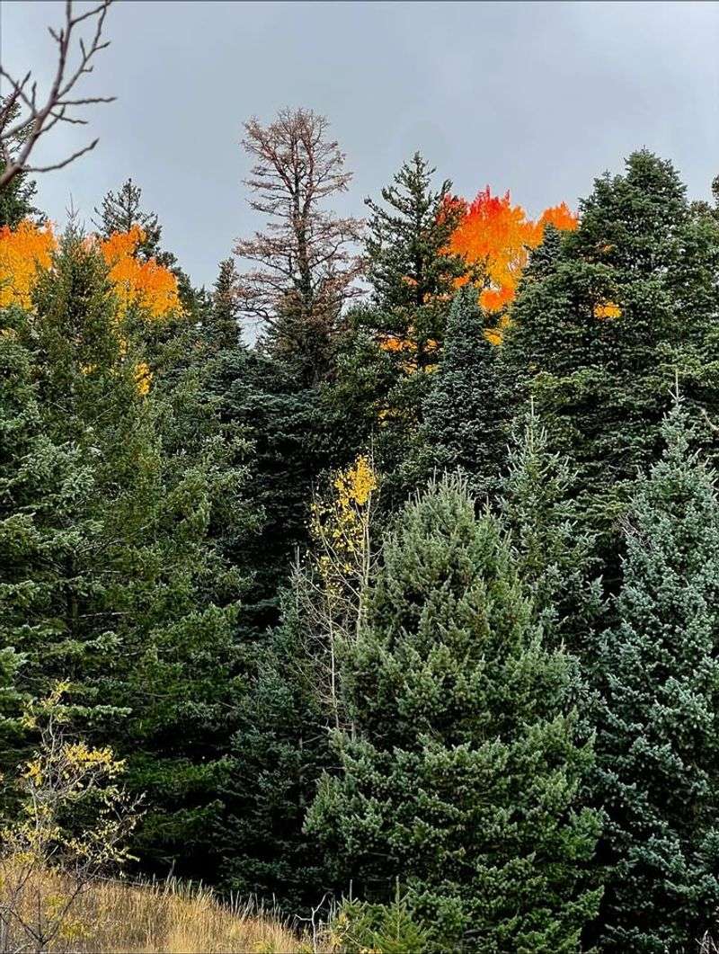 Evergreen Trees Need More Attention Than Deciduous Varieties
