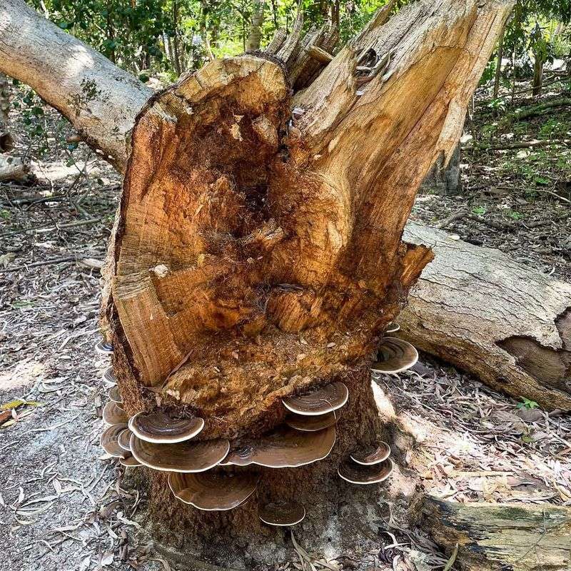 Mushrooms Or Fungal Growth Appear On Or Around The Stump