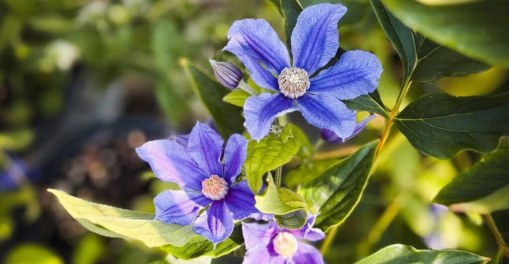New To Clematis? Here’s A Beginner’s Guide To Pruning In California Gardens